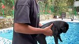 狗狗天生会游泳吗