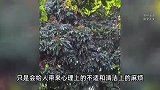 多地“蝉尿如下雨”引热议，有毒吗？专家回应