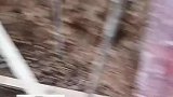 男孩每天都来，还砍来甘蔗给工人们吃