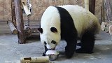 为帮大熊猫解暑降温 饲养员自制研发水果冰棒