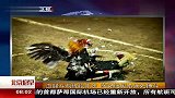 血腥斗鸡被视非法 战场般厮杀殊死搏斗 120409 北京您早