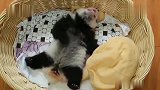熊猫：容俺嘚瑟嘚瑟，完全控制不住我自己了！