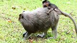 两只猴子聊起天来,那是它们的交流方式