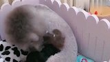 狗子第一次当妈，看见孩子闹不知道怎么哄，画面太逗了