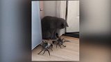 猫咪冷静的看着来回爬动的螃蟹，真是一定都不害怕啊，太厉害了！
