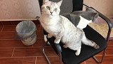 铲屎官测试猫咪有猫条和没猫条的区别，猫咪们反应很大