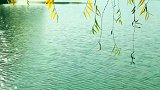 风吹杨柳万千条，湖水清清碧波荡。