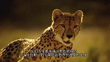 猎豹群盯上了敞篷游览车，与游客零距离接触，场面惊心动魄