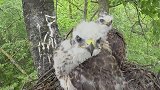 饥饿的小鹰攻击摄像机