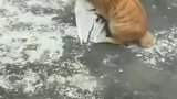 猫：今天我就要尝尝鸽子肉啥味道！