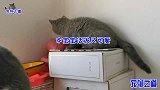 主人刚进房间，几只胖猫就凑过来要肉吃，胖公猫的表情变化太好玩