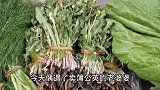 纯手工蒲公英茶，没有苦涩只有茶香，有技巧无难度，泡水喝好处多
