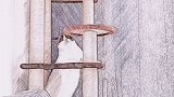 这猫估计是卖不出去了 猫爬架爬着都费劲 星探家 猫 看见每个你 你的吃货小阔耐