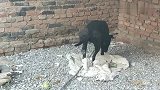 恶犬伤人后被关禁闭，看见人就发抖