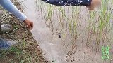 小易田边钓黄鳝有一套，再隐蔽的洞也能找到，钓了一条又一条