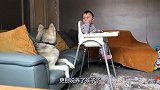 哈士奇陪伴小主人，小主人竟然把东西分享给二哈吃，场面十分有爱