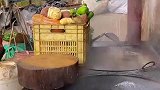 现在喂猪都这么讲究了吗
