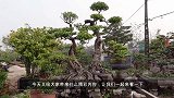 朋友家的盆景园，好多大型盆景，这才是“无价之宝”，造型独特