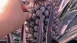 菠萝是这样长出来的