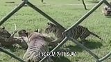 老虎吃了人后要被杀掉专家不杀后果严重，镜头记录全过程！