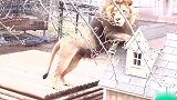 两只小狗狗被放入狮子笼内,雄狮的反应,谁都没想到