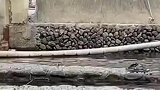 狗狗以为主人有危险下水扑救，结果自己怕水先上岸！