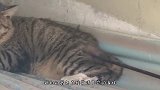 猫咪被弓箭射伤，居然还能吃能喝能走动，简直就是“猫坚强”！