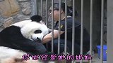 熊猫：等我生完宝宝你再来照顾我们娘俩！