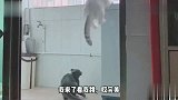 喵子和二喵子在家里比跳高，结局太逗了