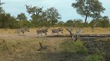 非洲草原野生动物世界，保持着真正的原生态