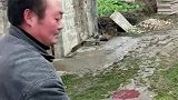 新生代的杀猪小伙按不住猪，追着猪满村乱窜