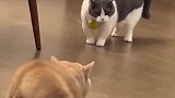 父子俩一起欺负猫，猫猫会反击的哦