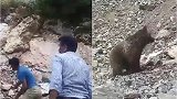 小熊被人类扔石块围攻活活打死 悲鸣后退仍遭绳索勒颈拖行
