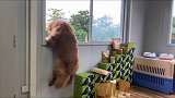 同样是狗，你也太狗了