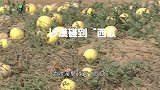 在沙漠碰到西瓜，为什么再渴也没人敢吃？后果很严重吗？