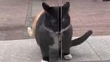 黑猫带橘猫一起回家，没想到一直打不开门