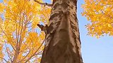 今天的拍的帕米尔高原〽️白杨树的叶子黄金色彩太美了视频更新中
