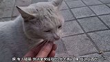 送猫咪火腿肠吃，有一只流浪猫躲得远远的，不敢靠近