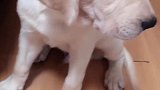 主人训斥犯错的狗宝，看赛文什么反应，结果让人出乎意料