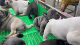 法国斗牛犬一群法斗小宝宝