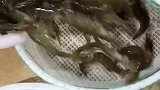 渔民出海打捞的皮皮虾，无论是颜色还是鲜活程度都比较好，看着就