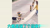 上街遛狗的奇葩方式，碰到你们这主人，狗狗也太难了