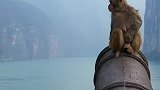 夔门天下雄，诗满白帝城，三峡的猴子素养也很高！