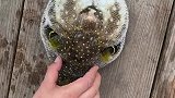 原来喝了可乐的河豚是这样儿的？