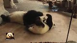 熊猫宝宝“梦想”缠着妈妈一个劲儿撒娇求关注，好淘气的熊孩子