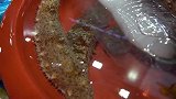 黑暗料理，史称第二恶心的海参刺身，谁有勇气挑战一下吃了它？