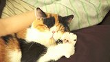 超治愈：小猫咪甜甜睡姿
