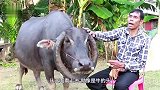 动物：老汉养了头牛，牛角越长越怪异，男子借此走上发财致富路
