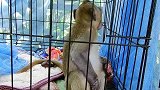 珍妮特双手好很多了，珍妮特依旧挂念猴妈，不停地呼唤猴妈！