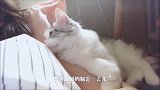 每天黏在妹子旁边的猫咪,这样的生活超幸福